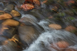 Images Dated 4th December 2023: USA, Arizona. Close-up of stream rapids