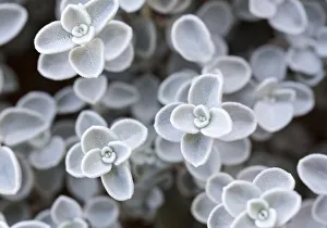 Images Dated 18th January 2017: USA, Arizona. Close-up of succulent plants