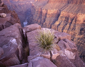 Images Dated 29th December 2011: USA, Arizona, Colorado River from Tuweep Overlook, Grand Canyon National Park