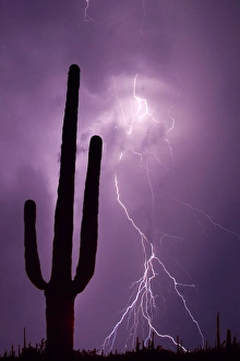 Jim Zuckerman Prints: USA, Arizona. Composite of saguaro cactus and lightning