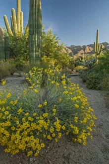 Images Dated 19th April 2015: USA, Arizona, Coronado National Forest. Scenic of saguaros and paper flowers. Credit as