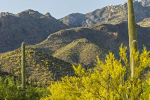 USA, Arizona, Coronado National Forest. Saguaro cactus and blooming palo verde trees