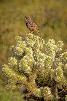 Images Dated 2022 August: USA, Arizona, Cottonwood, Fort McDowell State Park. Curve-billed thrasher on cactus