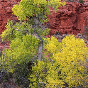 Images Dated 4th December 2023: USA, Arizona. Cottonwood trees in autumn