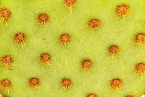 New Images October 2024 Prints: USA, Arizona. Cowboy whiskers on prickly pear cactus