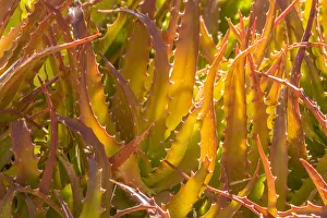 Images Dated 22nd April 2018: USA, Arizona, Desert Botanic Garden. Backlit agave cactus
