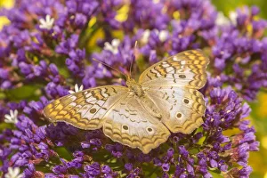 Images Dated 22nd April 2018: USA, Arizona, Desert Botanic Garden. White peacock butterfly
