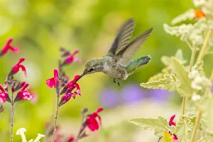 Images Dated 22nd April 2018: USA, Arizona, Desert Botanic Garden. Feeding hummingbird