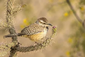 USA, Arizona, Desert Botanic Garden. Cactus wren perched on cactus. Credit as: Cathy