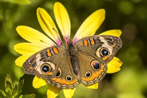 Images Dated 22nd April 2018: USA, Arizona, Desert Botanic Garden. Buckeye butterfly on flower. Credit as: Cathy