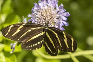 Images Dated 22nd April 2018: USA, Arizona, Desert Botanic Garden. Zebra long-wing butterfly on flower. Credit as