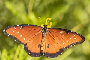 Images Dated 22nd April 2018: USA, Arizona, Desert Botanic Garden. Queen butterfly