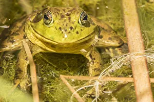 Images Dated 22nd April 2018: USA, Arizona, Desert Botanic Garden. Bullfrog in water