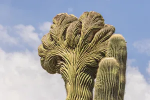 Images Dated 22nd April 2018: USA, Arizona, Desert Botanic Garden. Cristate saguaro cactus