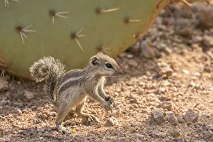Images Dated 22nd April 2018: USA, Arizona, Desert Botanic Garden. Harriss ground squirrel and prickly pear cactus