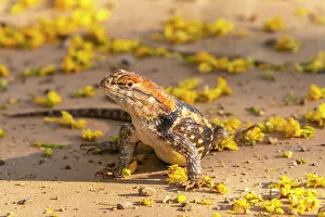 Fallen Prints: USA, Arizona, Desert Meadows Park