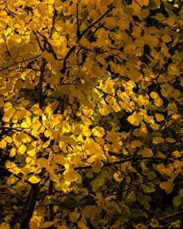 Flagstaff Prints: USA, Arizona, Flagstaff. Aspen tree leaves in at sunset
