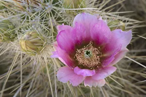 Prickly Prints: USA, Arizona. Flowers on Engelmanns Hedgehog cactus
