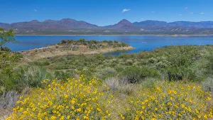Theodore Roosevelt Prints: USA, Arizona. Flowers on scenic Theodore Roosevelt Lake on the Salt River