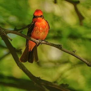 Looking At Camera Prints: USA. Arizona. Flycatcher on branch