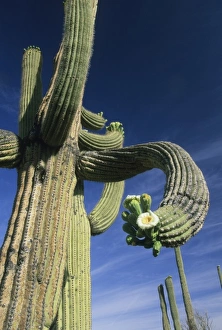 USA, Arizona, Giant Saguaro Cactus, (Carnegiea gigantea) Saguaro National Park, Tucson area