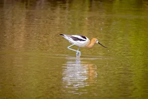 Images Dated 2021 July: USA, Arizona, Gilbert. American avocet feeding in water