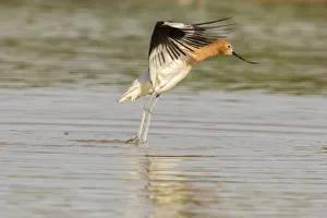 Images Dated 21st April 2018: USA, Arizona, Gilbert Water Ranch. American avocet takes flight. Credit as: Cathy
