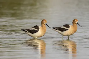 USA, Arizona, Gilbert Water Ranch. American avocet pair