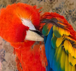 Images Dated 2018 August: USA, Arizona, Goodyear. Close-up of macaw preening its feathers
