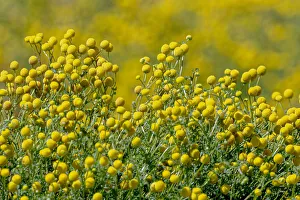 USA, Arizona, Goodyear. Wildflowers in Estrella Mountain Regional Park