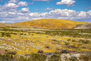 Poppy Prints: USA, Arizona, Graham County. Landscape with Mexican and California poppies