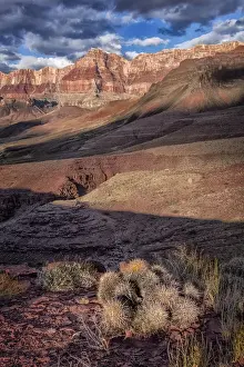 Images Dated 11th May 2014: USA Arizona Grand Canyon Colorado River Float Trip Cardinas Creek and Cactus