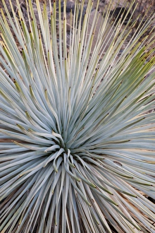 Images Dated 22nd July 2013: USA, Arizona, Grand Canyon National Park. Close-up of Whipples yucca plant. Credit as