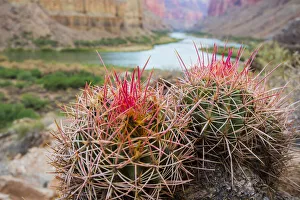 Images Dated 30th March 2020: Usa, Arizona, Grand Canyon National Park. Barrel Cactus and Colorado River