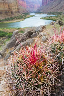 Images Dated 30th March 2020: Usa, Arizona, Grand Canyon National Park. Barrel Cactus and Colorado River