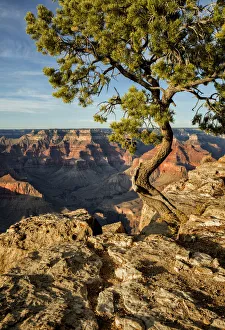 Images Dated 17th September 2019: USA, Arizona, Grand Canyon National Park, Pinyon Pine grows cliffside at Hopi Point