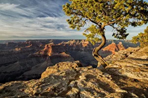 Images Dated 17th September 2019: USA, Arizona, Grand Canyon National Park, Pinyon Pine grows cliffside at Hopi Point