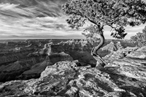 Images Dated 17th September 2019: USA, Arizona, Grand Canyon National Park, Pinyon Pine grows cliffside at Hopi Point