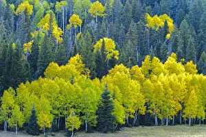 Images Dated 16th July 2020: USA, Arizona, Grand Canyon National Park. Autumn aspens in Grand Canyon
