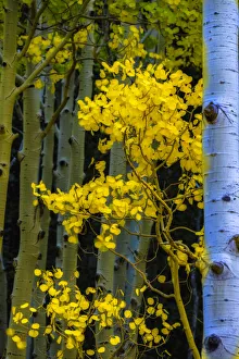 Images Dated 16th July 2020: USA, Arizona, Grand Canyon National Park. Autumn aspens in Grand Canyon