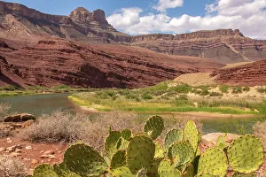 Cacti Prints: USA, Arizona, Grand Canyon National Park. Landscape with cacti and Colorado River