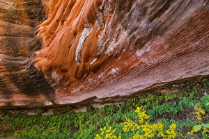 Canyon X Prints: USA, Arizona. Hanging Garden in Canyon X