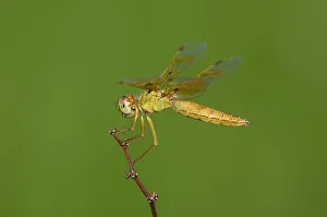Stem Prints: USA, Arizona, Havasu National Wildlife Refuge. Female Mexican amberwing dragonfly on stem