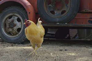 Jerome Prints: USA, Arizona, Jerome, Orange chicken walking in front of an antique truck, Gold King Mine