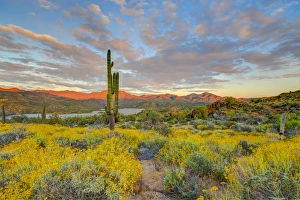 Brittlebush Prints: USA, Arizona, Lake Bartlett, Cave Creek. Sunset on desert landscape