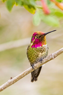 Fred Lord Prints: USA, Arizona, Lake Havasu City. Male Annas hummingbird displaying. Credit as