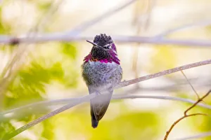 Images Dated 14th December 2017: USA, Arizona, Lake Havasu City. Close-up of Annas Hummingbird. Credit as Fred J