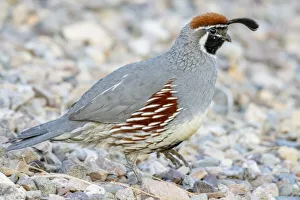 USA, Arizona, Lake Havasu City. Male Gambels quail close-up