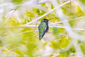 Fred J Prints: USA, Arizona, Lake Havasu City. Male Annas hummingbird on limb