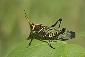 Images Dated 2021 July: USA, Arizona, Lake Patagonia State Park. Horse lubber grasshopper on leaf